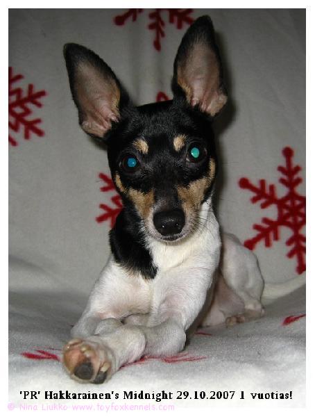 Hero viettää ensimmäisiä synttäreitään.
Kuvattu 29.10.2007.