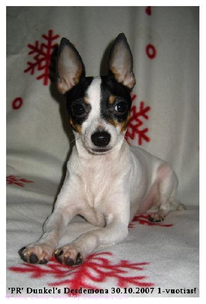 Demi viettää ensimmäisiä synttäreitään.
Kuvattu 30.10.2007.