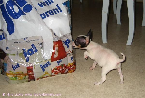 Demi syö ruokaa kaikkien edestä ja vielä pussinkin :)