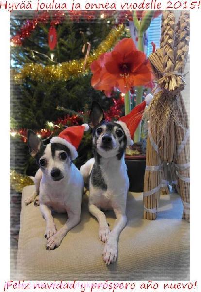 'PR' Dunkel's Desdemona aka Demi & 'PR' Hakkarainen's Midnight aka Hero perheineen toivottelee rauhallista joulun aikaa Vantaalta!