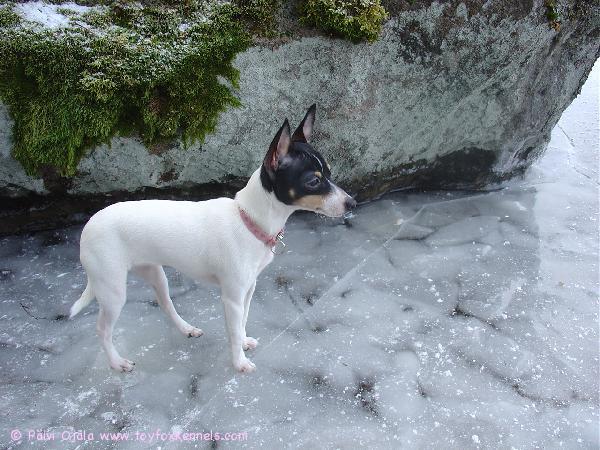 Coco jäällä tutkailemassa tammikuussa '09