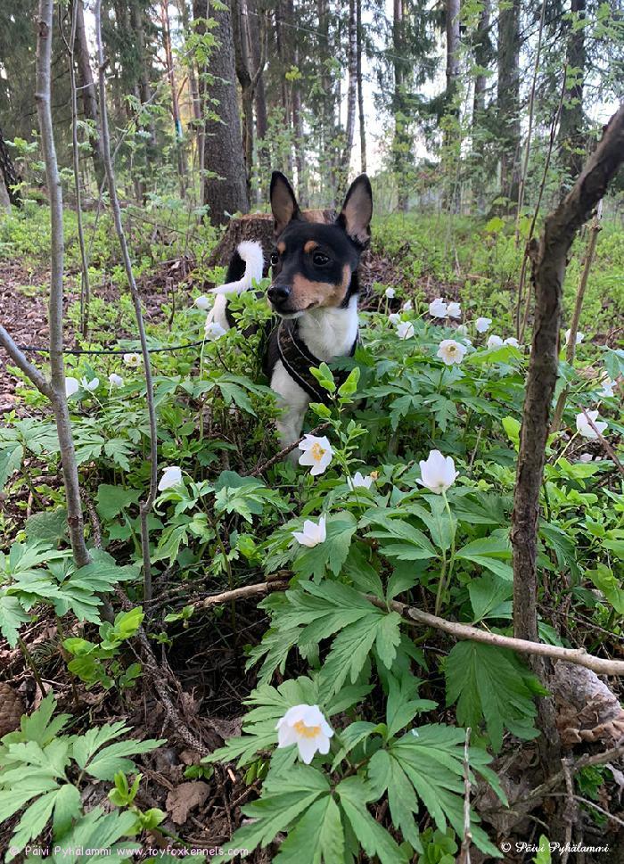 Komea ja suloinen Toy Fox Terrier Kennelin kasvatti Dunkel‘s Papu Abbu aka Papu lähettää loppukevään valkovuokko-terveisiä kaikille amerikankääpiöterrieri-faneille ympäri Suomen! 