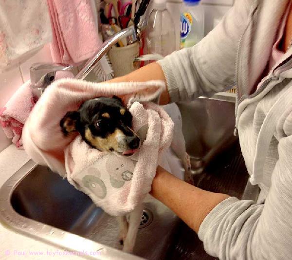 Koiran pesu. Näin pestään koira :) Arvaatko kuka koira tässä on?