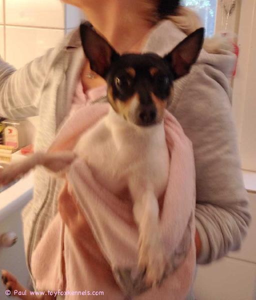 No nyt on puhas koiro! Kuivattukin!