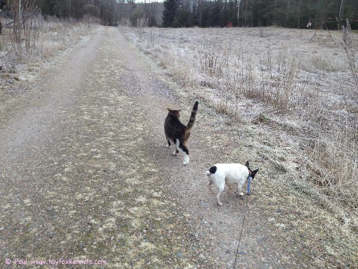 Kissa ja koira kävelyllä. 