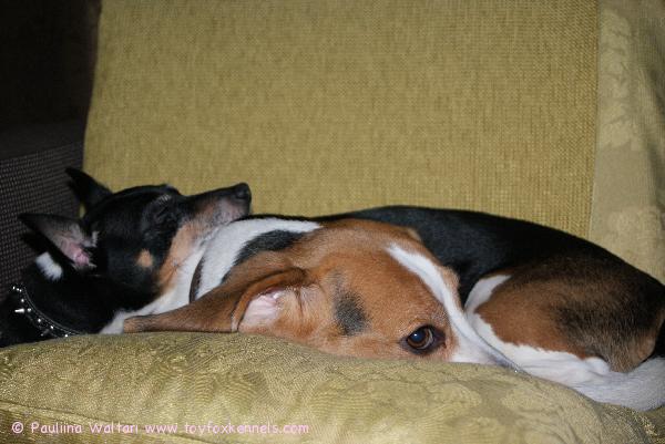 Parhaat kaverukset Nato ja Iitu 24.12.2008