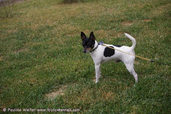 Nato omalla pihalla 10.06.2008