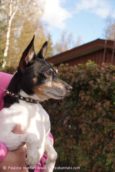 Naton syysherkkua, oman pihan päärynät:o)