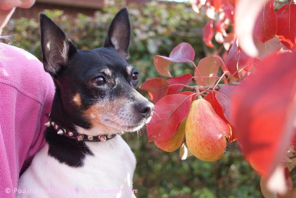 Tässähän ne päärynät olikin:)