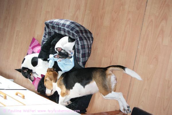 Zippa, Nato ja Iitu ottaa arskaa.