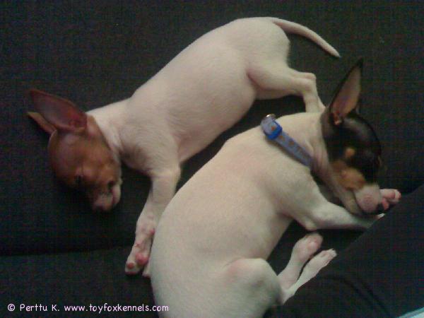 Tosca & Fidelio päiväunilla