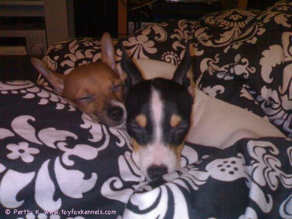 Tosca & Fidelio unten mailla