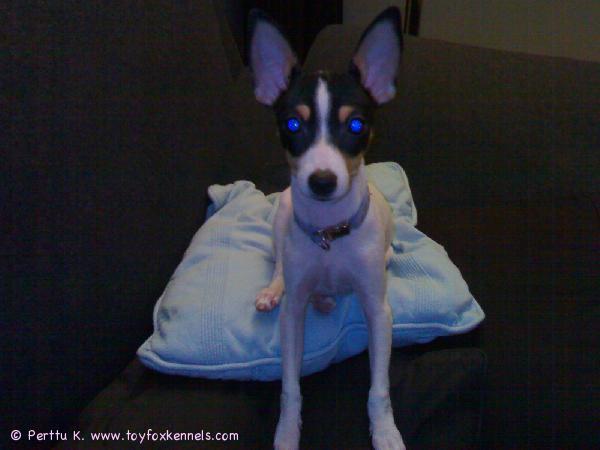 Fidelio helmikuussa 2008