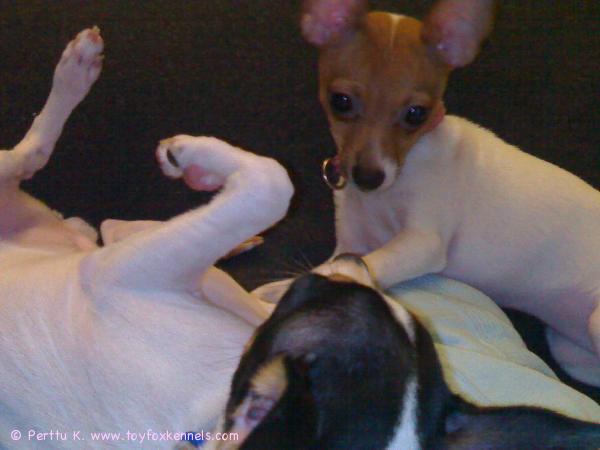 Tosca & Fidelio helmikuussa 2008