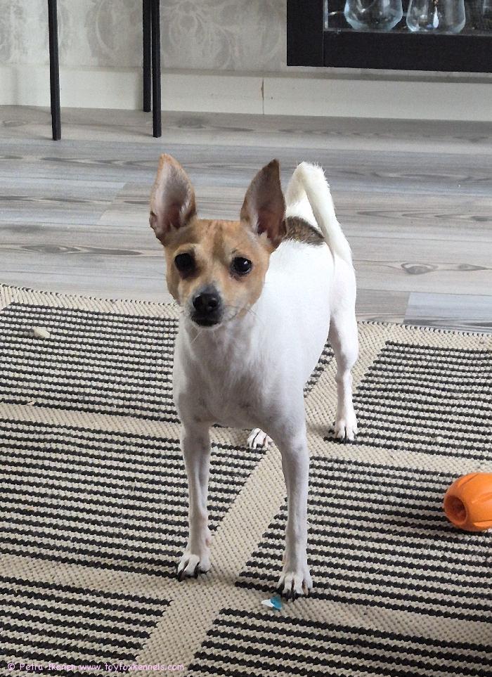 Moikka. Martta kiittää onnitteluista. Meillä mennyt hyvin ja Martta pysynyt terveenä. Hyvää joulua teille.

T. Petra ja Martta