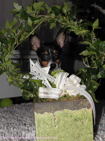 Helma joulutunnelmissa.