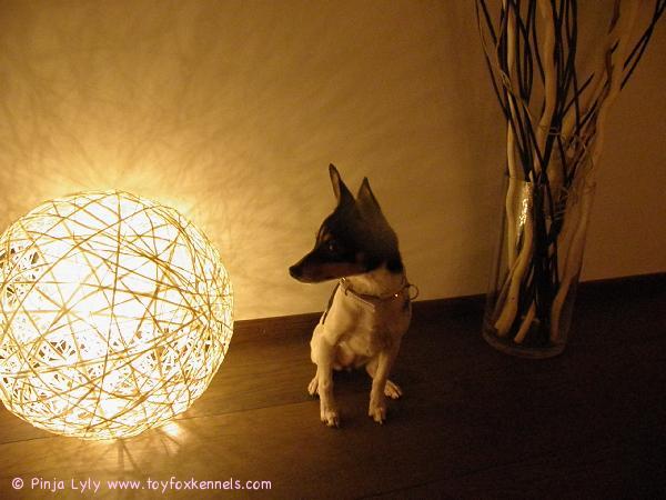 Helma joulutunnelmissa.