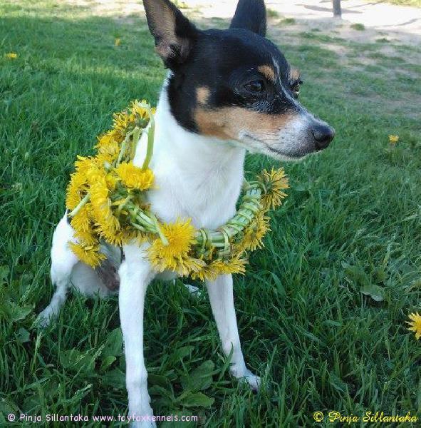 'PR' Dunkel's Hera aka Helma kesätunnelmissa.