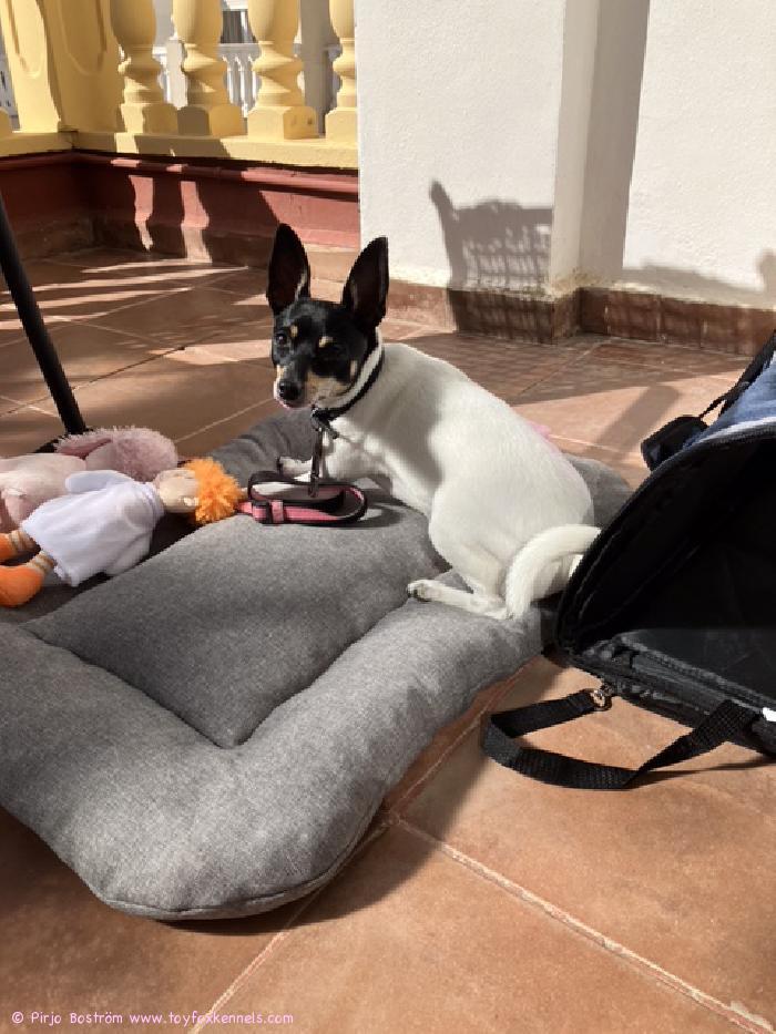 Terveisiä kaikille Espanjan Torreviejasta! 