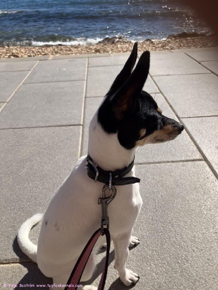 Minni rakastaa täällä ulkoilua ja tykkää lekotella auringossa. Toivotamme teille mukavaa talven jatkoa ja tunnelmallista joulua!