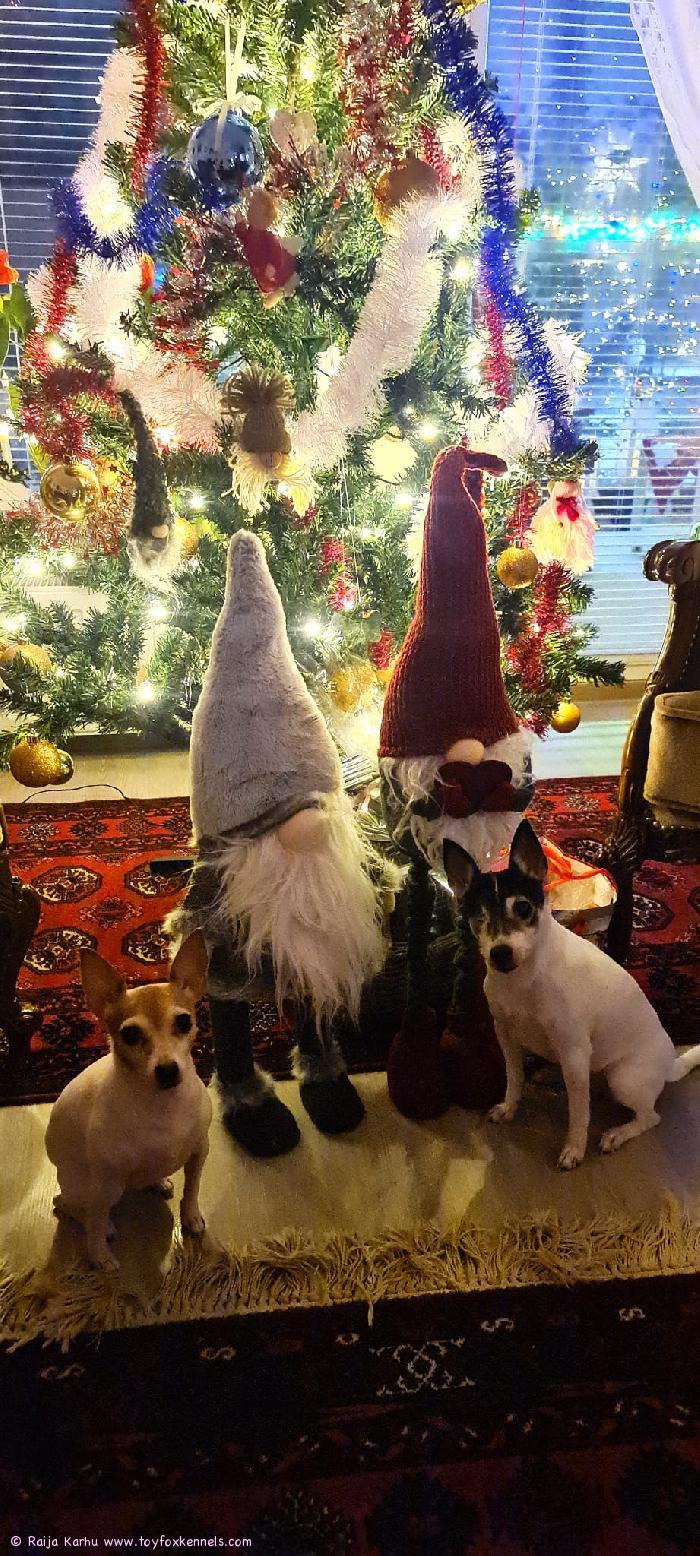 Hyvää joulua toivottaa Mango ja Daisy perheineen.