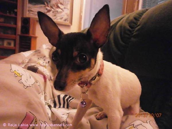 HYVÄÄ JOULUA JA ONNELLISTA UUTTA VUOTTA 2014!

T: Laihiat Eurasta