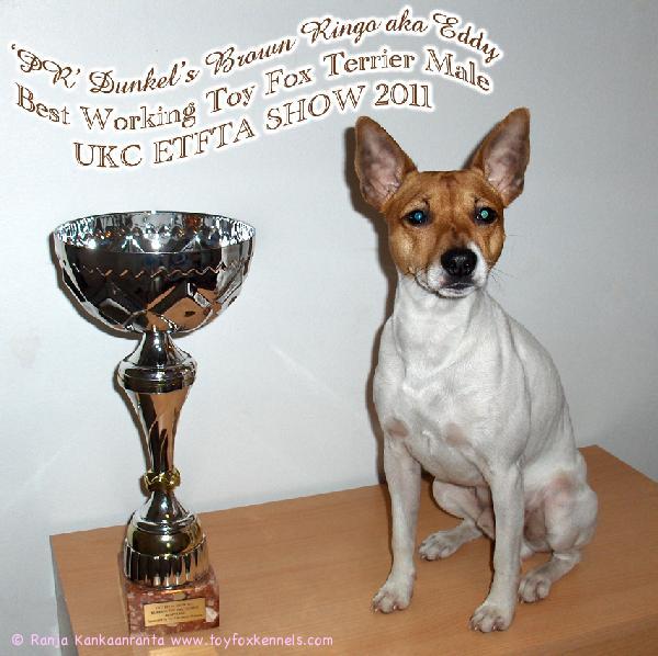 ‘PR’ Dunkel’s Brown Ringo aka Eddy
Best Working Toy Fox Terrier Male
UKC ETFTA SHOW 2011