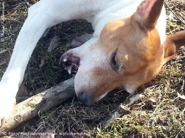 Keväisissä keppipuuhissa 'PR' Dunkel's Brown Ringo aka Eddy.