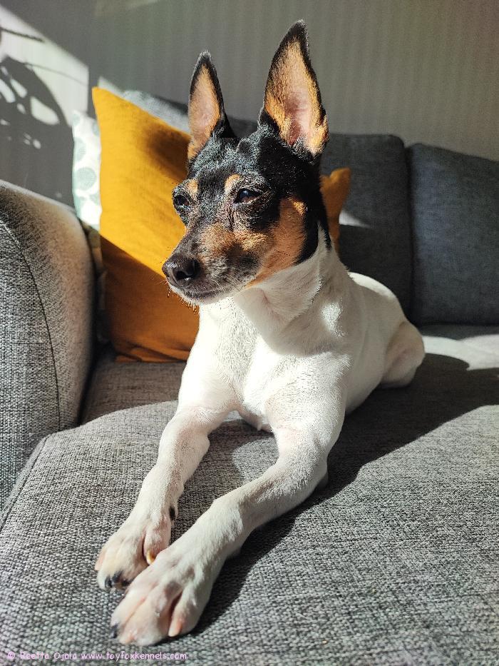 Polly kohta 10v nauttimassa syksyn auringosta