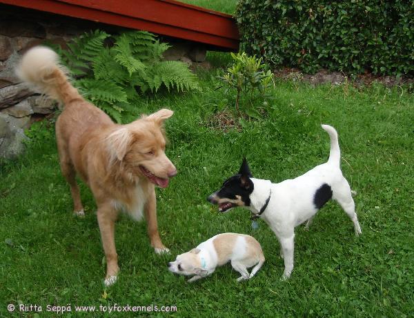 ’PR’ Dunkel’s Ariel’s Last Happy Boy aka Kessu ja kaverit.