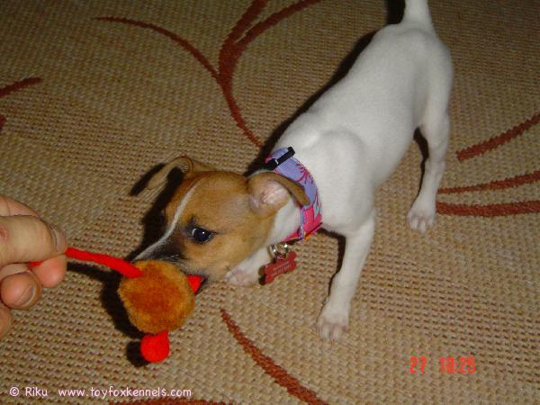 'PR' Dunkel's Lady Rocket aka Roxy ja taistelu hiirestä