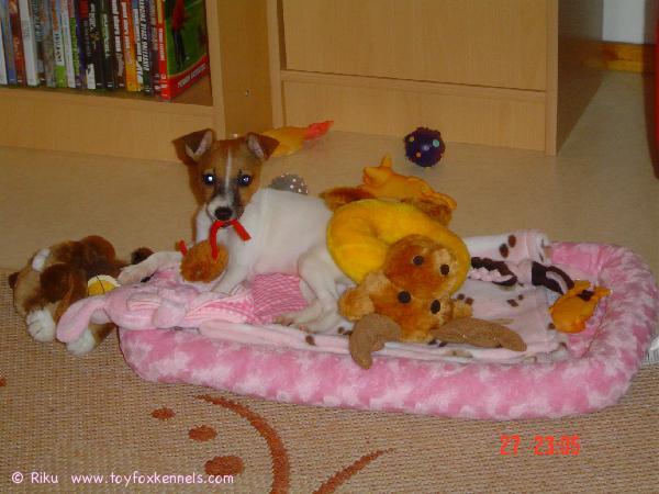 'PR' Dunkel's Lady Rocket aka Roxy ja parit lelut