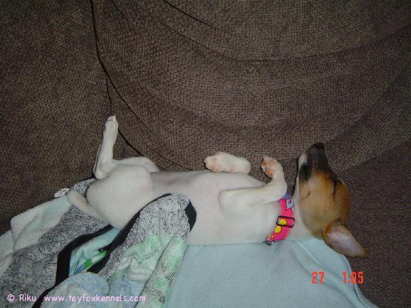 'PR' Dunkel's Lady Rocket aka Roxy - miten käy kun uni vie voiton...