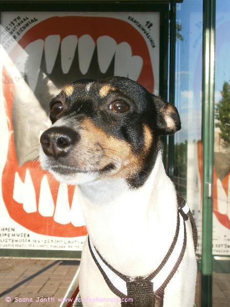 Tässä kuva Maxista, joka korvat luimussa ihmettelee emäntänsä edesottamuksia uuden kameran käyttöönotossa. Olin vähällä pyllähtää maahan kuvaushetkellä. :)