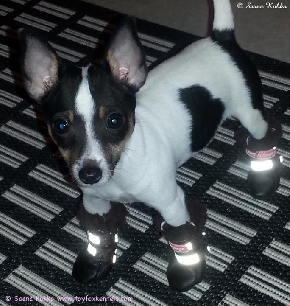 Pakkaskeleihin valmistautuu 'PR' Dunkel's Dastan aka Kowu.