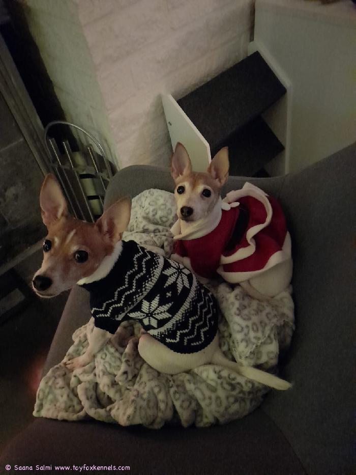 Hyvää Joulua toivottaa Salmen tassuväki