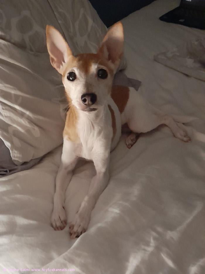 Yksi kaikkien aikojen menestyksekkäimpiä amerikankääpiöterrieri-työkoiria joita Toy Fox Terrier Kenneliin on koskaan syntynyt, useita mestaruuksia aina Eurooppaa myöden tahkonnut upea amerikankääpiöterrierinarttu ‘PR‘ Dunkel‘s Marilyn Mocca aka Miina täyttää tänään 12 vuotta! Onneksi olkoon Miina! Olet rakas!