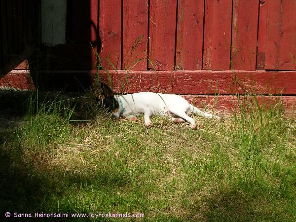 Ulpu rentoutuu mökillä 