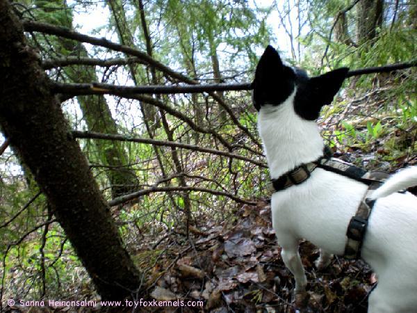 Ulpu syö keppiä,  joka on valitettavasti vielä puussa kiinni.