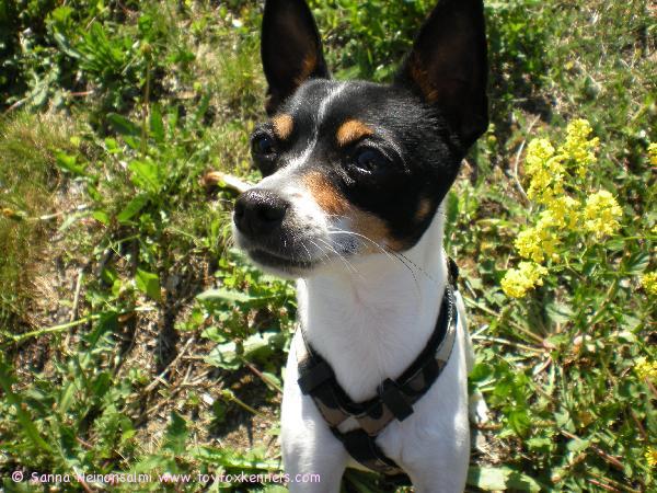 Ulpu nauttii kesästä.