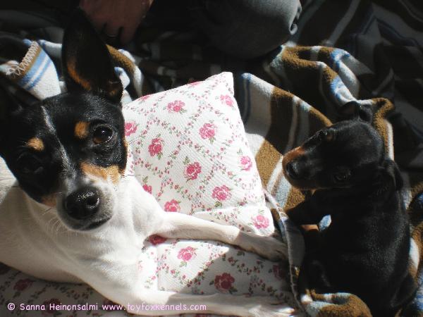 Ulpu ja uusi kaveri Minttu toivottavat kaikille hyvää Juhannusta!