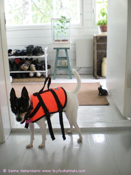 Ulpu, pieni laivakoira.