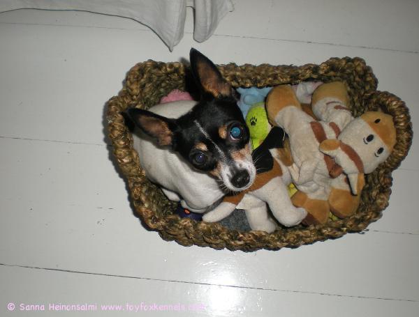 Koppa täynnä leluja + yksi Ulpu-koira.