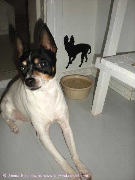 Sisustustarra Ulpusta ja itse malli.