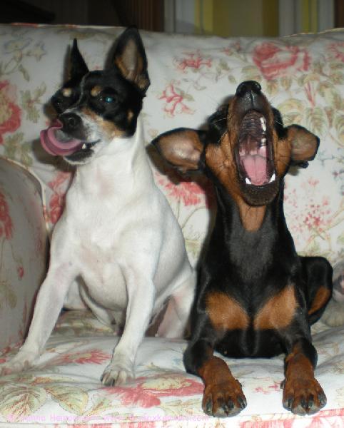 Ulpu ja Minttu irvistelee.