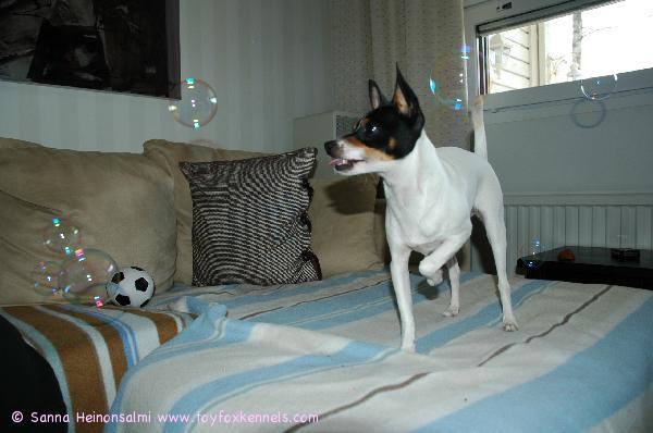 Ulpu ja saippua-kuplat