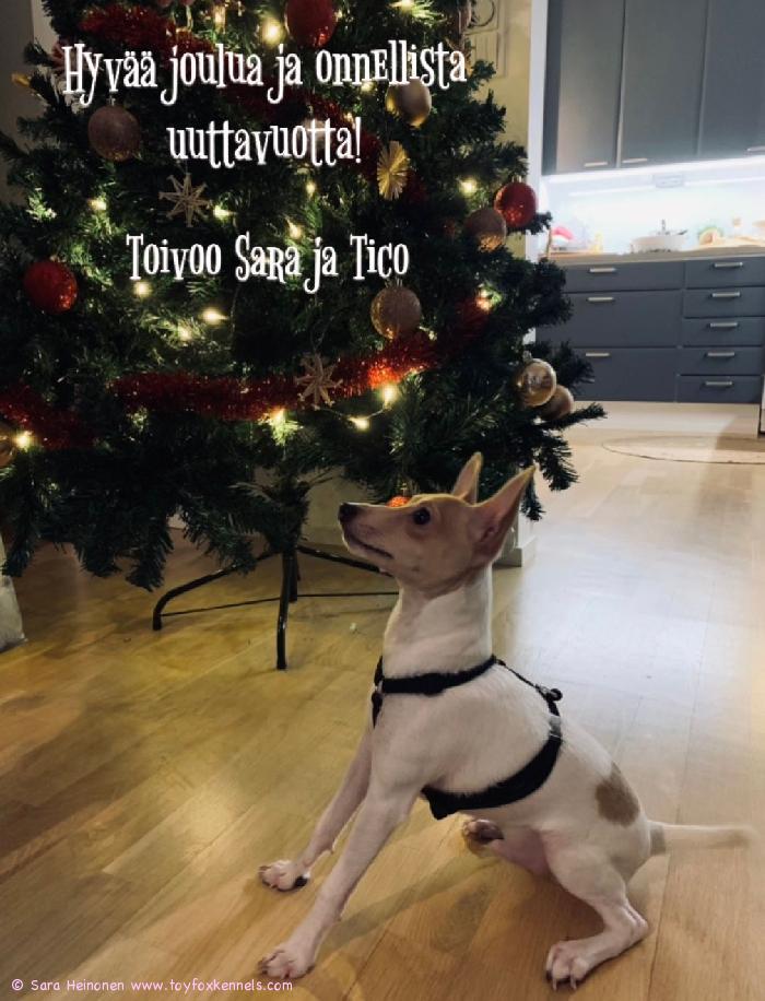 Hyvää joulua ja onnellista uuttavuotta! Toivoo Sara ja Tico