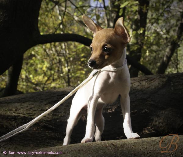 Dunkel's Brown Violet aka Viivi