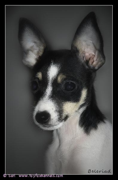 Dunkels Dancing Carol 3 kuukautta