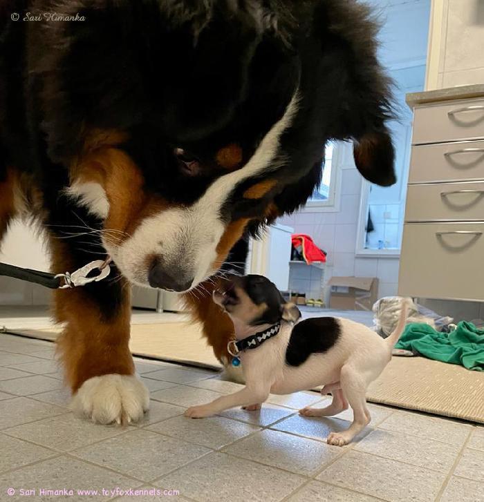 Oikealla amerikankääpiöterrieri ‘PR‘ Dunkel‘s Magnus Star aka Manu ja vasemmalla kaverinsa berninpaimenkoira Sulo. Toisella painoa kilo, toisella painoa 50 kiloa.